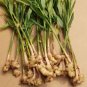 100 Pcs Perennial ginger seeds vegetable seeds zingiber officinale seeds