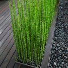 50 Pcs rare mini black moso bamboo seeds
