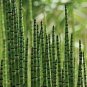 50 Pcs rare mini black moso bamboo seeds