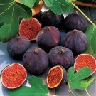 100 Pcs Rare Tropical Fig Seeds Mini Fig Tree Bonsai Plant seeds 100 Pcs Rare Tropical Fig Seeds Mini Fig Tree Bonsai Plant seeds