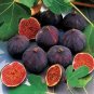 100 Pcs Rare Tropical Fig Seeds Mini Fig Tree Bonsai Plant seeds