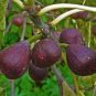 100 Pcs Rare Tropical Fig Seeds Mini Fig Tree Bonsai Plant seeds