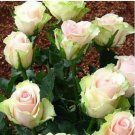 200 Pcs China Rare Dancing queen rose seeds Rose Flower Romantic
