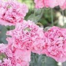 100 Pcs Rare Flemish Antique Corn Poppy Flowers Seeds 100 Pcs Rare Flemish Antique Corn Poppy Flowers Seeds