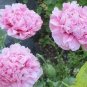 100 Pcs Rare Flemish Antique Corn Poppy Flowers Seeds
