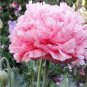 100 Pcs Rare Flemish Antique Corn Poppy Flowers Seeds