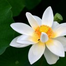 5 Pcs Red Heart Lotus Flower Seeds Gorgeous Aquatic Plant