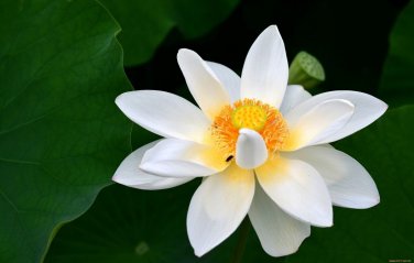 5 Pcs Red Heart Lotus Flower Seeds Gorgeous Aquatic Plant