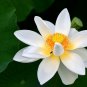 5 Pcs Red Heart Lotus Flower Seeds Gorgeous Aquatic Plant