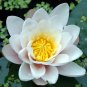 5 Pcs Red Heart Lotus Flower Seeds Gorgeous Aquatic Plant