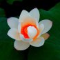 5 Pcs Red Heart Lotus Flower Seeds Gorgeous Aquatic Plant
