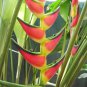 100 Pcs Heliconia Seeds Rare Color Sucuulent Plant