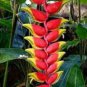 100 Pcs Heliconia Seeds Rare Color Sucuulent Plant