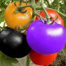 200 Pcs Rainbow Tomato Seeds Garden Organic Fruit 200 Pcs Rainbow Tomato Seeds Garden Organic Fruit