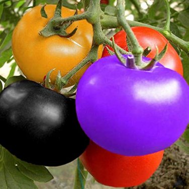 200 Pcs Rainbow Tomato Seeds Garden Organic Fruit