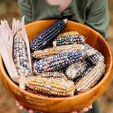 50 Pcs Glass Gem Corn - Rare Heirloom Variety