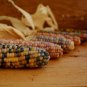 50 Pcs Glass Gem Corn - Rare Heirloom Variety