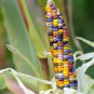 50 Pcs Glass Gem Corn - Rare Heirloom Variety