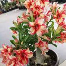 2 Pcs Adenium Obesum 'BondyRed'