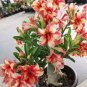 2 Pcs Adenium Obesum 'BondyRed'