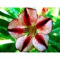 2 Pcs Adenium Obesum 'BondyRed'