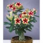 2 Pcs Adenium Obesum 'BondyRed'