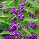 20 Pcs Rare Wild Purple Callicarpa Beauty Berry Seeds 20 Pcs Rare Wild Purple Callicarpa Beauty Berry Seeds