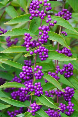 20 Pcs Rare Wild Purple Callicarpa Beauty Berry Seeds