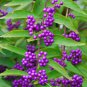 20 Pcs Rare Wild Purple Callicarpa Beauty Berry Seeds