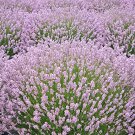 200 Pcs Lavandula angustifolia White Lavender Flower