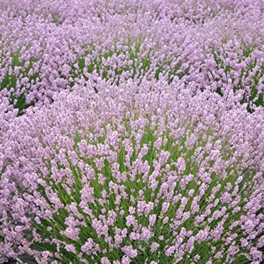 200 Pcs Lavandula angustifolia White Lavender Flower