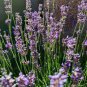 200 Pcs Lavandula angustifolia White Lavender Flower