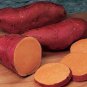 100 Pcs Leguminosae sweet potato seeds