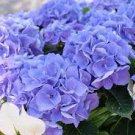 10 PCS Geranium 'Sky Blue Noon' Blue Perennial Flowers Seeds 10 PCS Geranium 'Sky Blue Noon' Blue Perennial Flowers Seeds