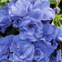 10 PCS Geranium 'Sky Blue Noon' Blue Perennial Flowers Seeds