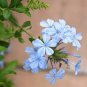 10 PCS Geranium 'Sky Blue Noon' Blue Perennial Flowers Seeds