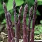 50 Pcs Four Seasons Purple Asparagus seeds