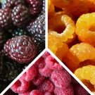 400 Pcs Mix Four different varieties of Rare Raspberry seeds variety of choice 400 Pcs Mix Four different varieties of Rare Raspberry seeds variety of choice