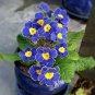 200 Pcs Blue Evening Primrose fragrant DIY Flower Hardy Plant Evening Primrose