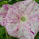 50 Pcs Ipomoea Nil Morning Glory Flower Seeds Annual Beautiful