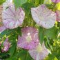 50 Pcs Ipomoea Nil Morning Glory Flower Seeds Annual Beautiful
