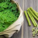 10 Pcs Chinese Moringa seeds,Edible seeds
