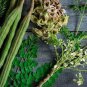 10 Pcs Chinese Moringa seeds,Edible seeds