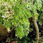 10 Pcs Chinese Moringa seeds,Edible seeds