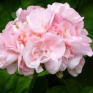 10 Pcs 'Odensjo Ljus och Varme' Geranium White Light Orange Flowers Seeds 10 Pcs 'Odensjo Ljus och Varme' Geranium White Light Orange Flowers Seeds