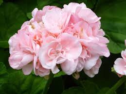 10 Pcs 'Odensjo Ljus och Varme' Geranium White Light Orange Flowers Seeds
