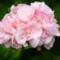 10 Pcs 'Odensjo Ljus och Varme' Geranium White Light Orange Flowers Seeds
