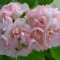 10 Pcs 'Odensjo Ljus och Varme' Geranium White Light Orange Flowers Seeds