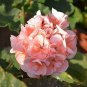 10 Pcs 'Odensjo Ljus och Varme' Geranium White Light Orange Flowers Seeds