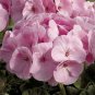 10 Pcs Brookside Fantasy Light Pink Geranium Seeds